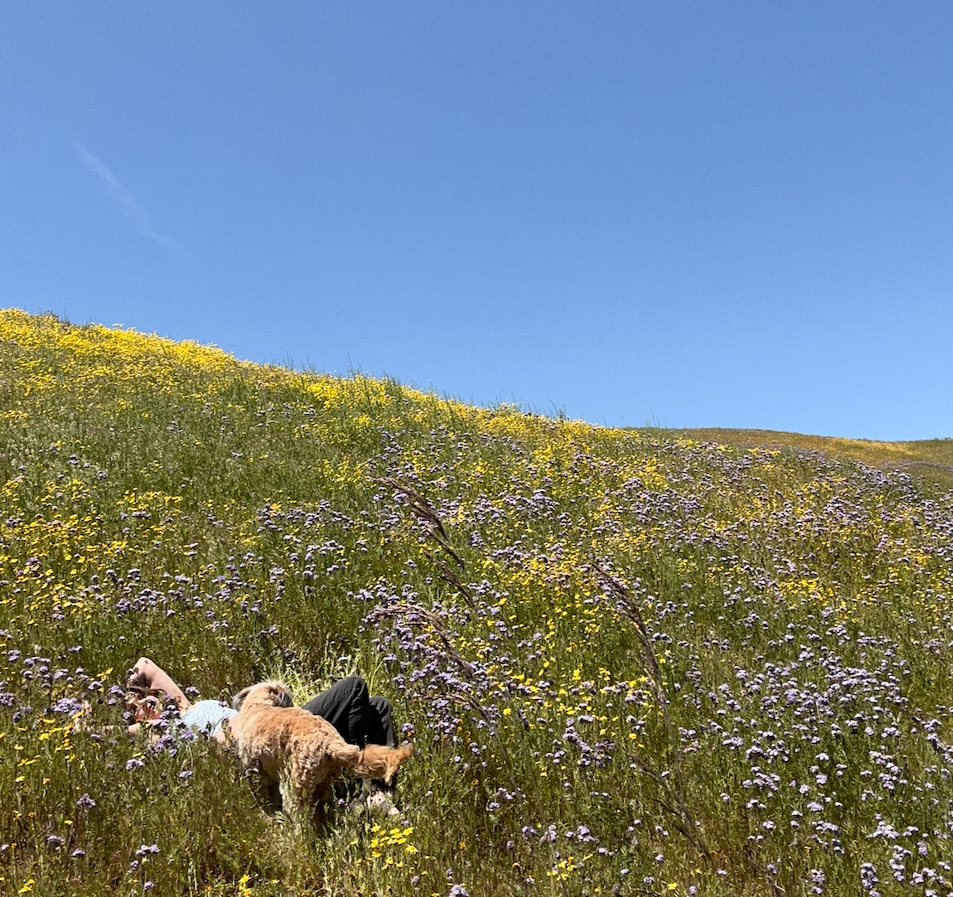 What experiencing a California Superbloom is Like - Honest Reviews of Carrizo Plains, Santa Barbara Botanic Gardens & Anza Borrego,