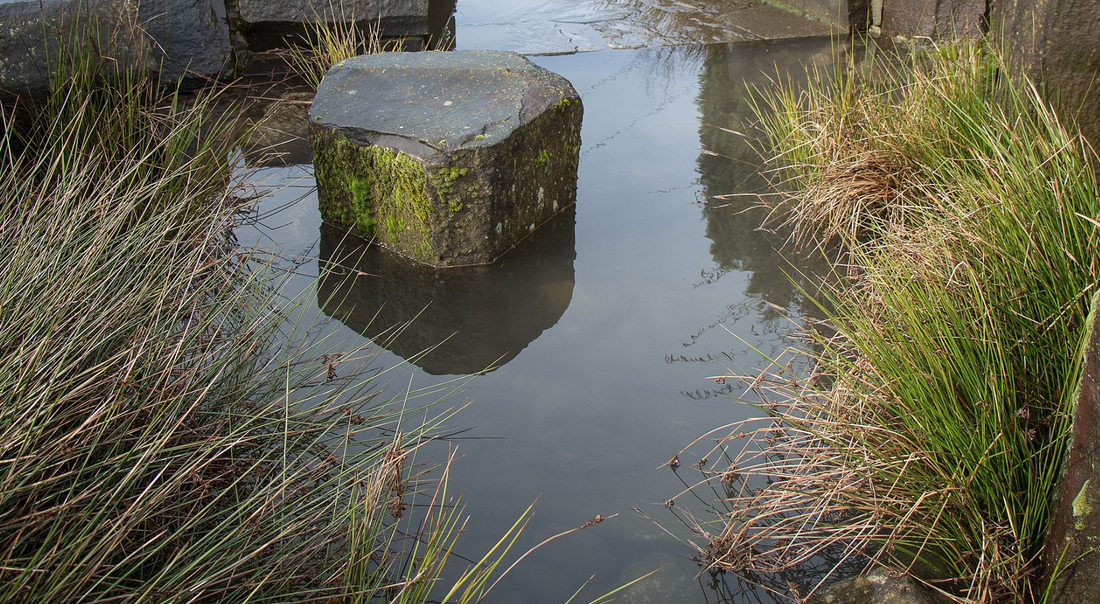 Easy Rain Garden DIY