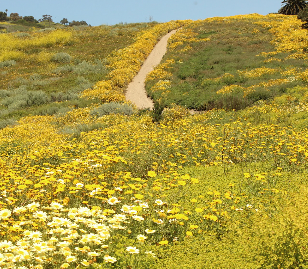 5 Great Ideas for Planting Dry Slopes - Best California Natives & Drought-tolerant plants to Landscape Steep Areas