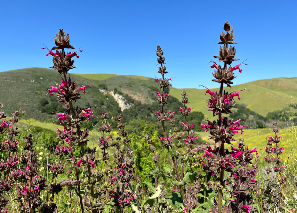 13 Great California Natives for Xeric Landscaping