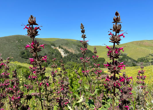 13 Great California Natives for Xeric Landscaping