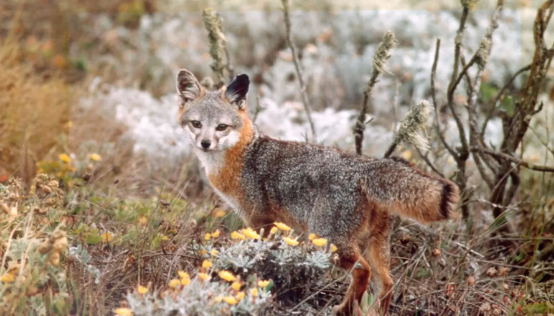 Being the Megafauna | How-to Prune & Control Rodents in a Wild Garden
