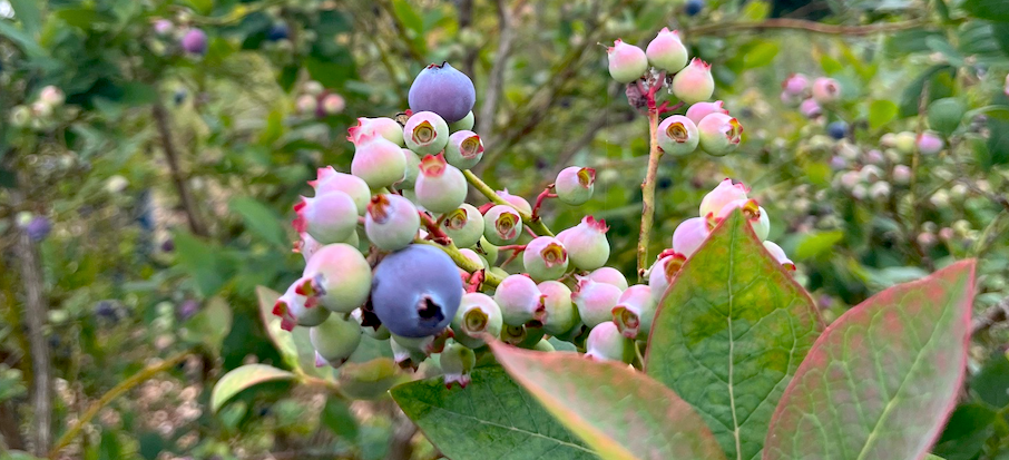 Secrets to Growing Blueberries | California Gardening Hacks