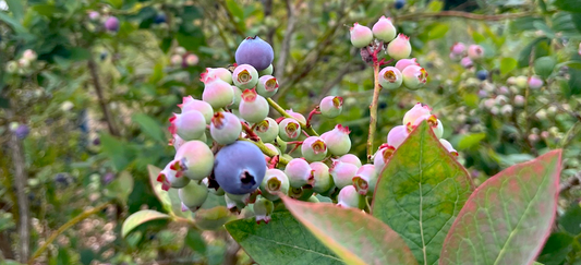 Secrets to Growing Blueberries | California Gardening Hacks
