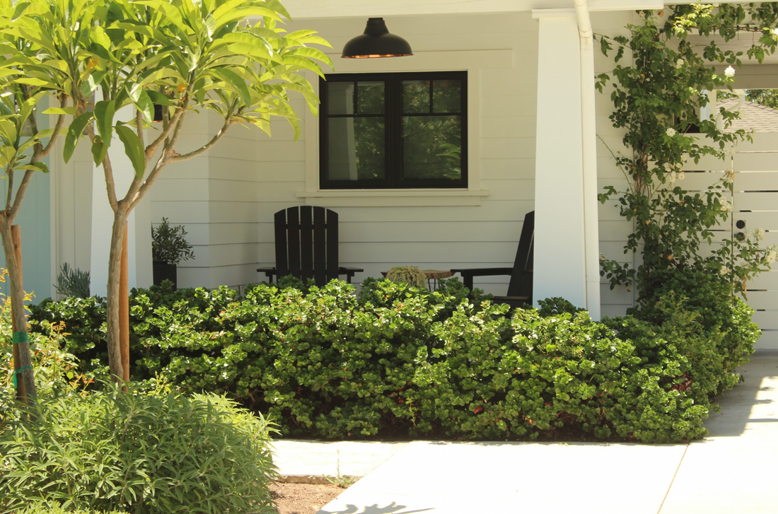 Ultimate Guide to Drought-Tolerant Hedging