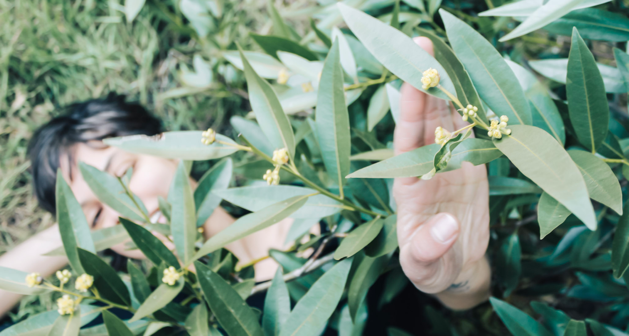 Medicinal Gardens