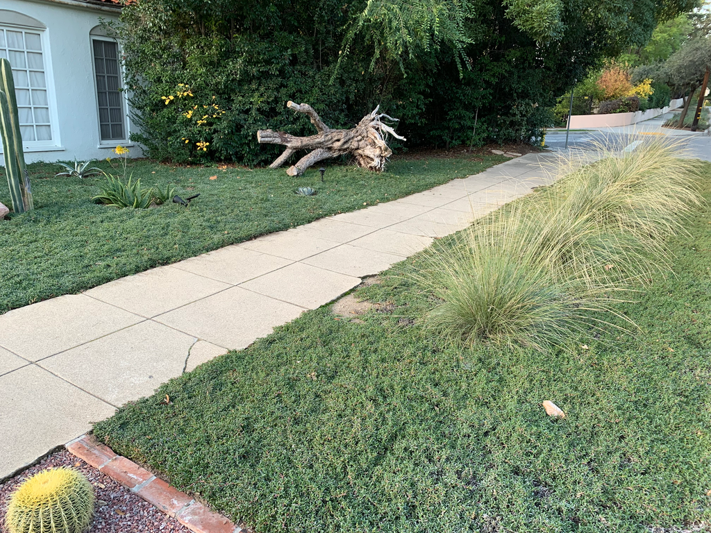 Groundcover lawn alternatives for California