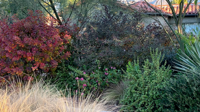 California Garden Plants for Year Round Color