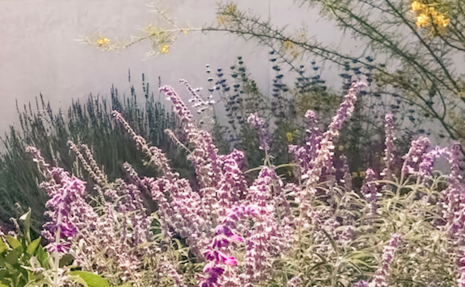 Southern California Drought-Tolerant Plant Blends