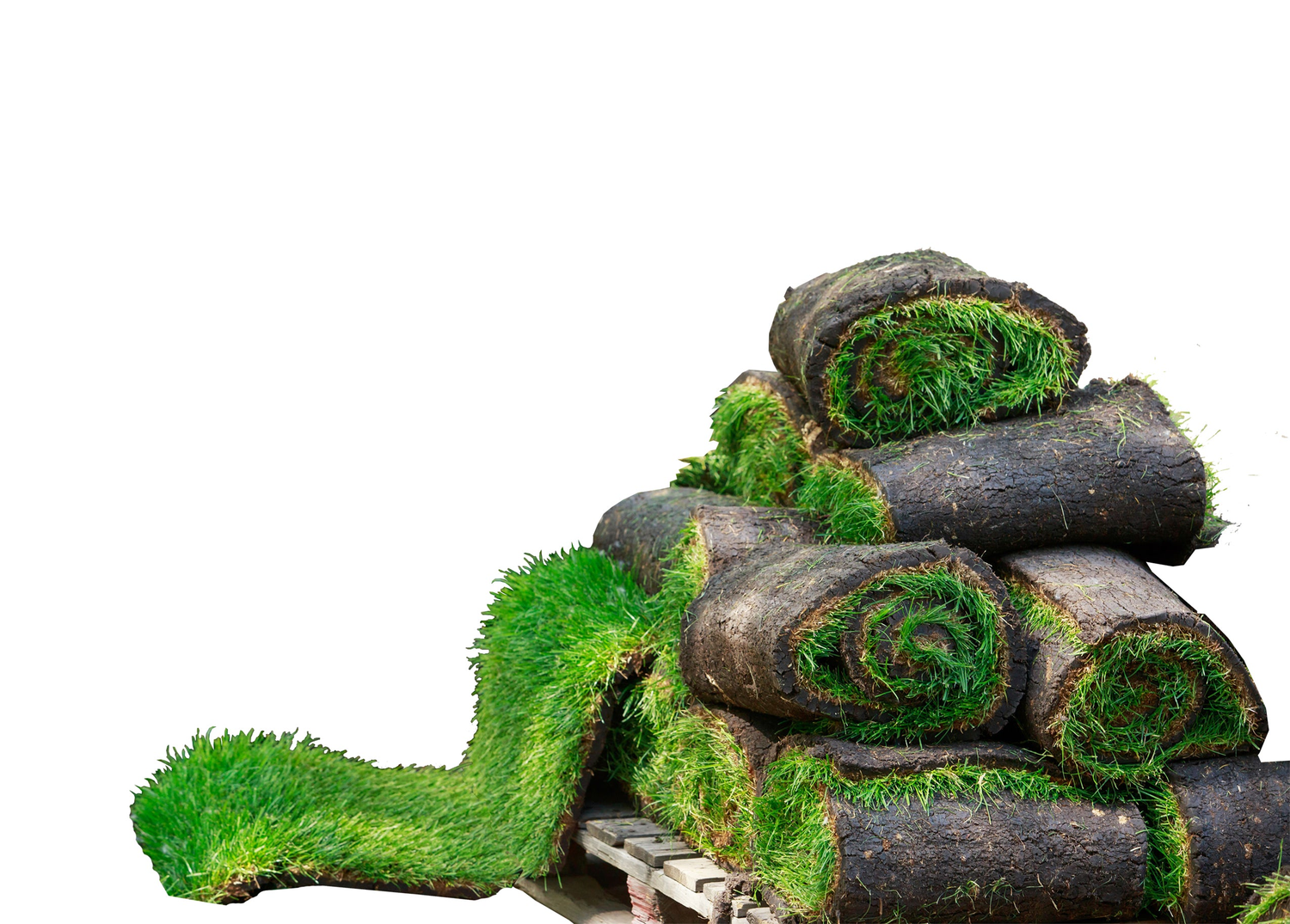 Native Lawn