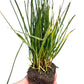 Set of 50 - Carex pansa plants | Dune Sedge Grasses | Southern California ONLY