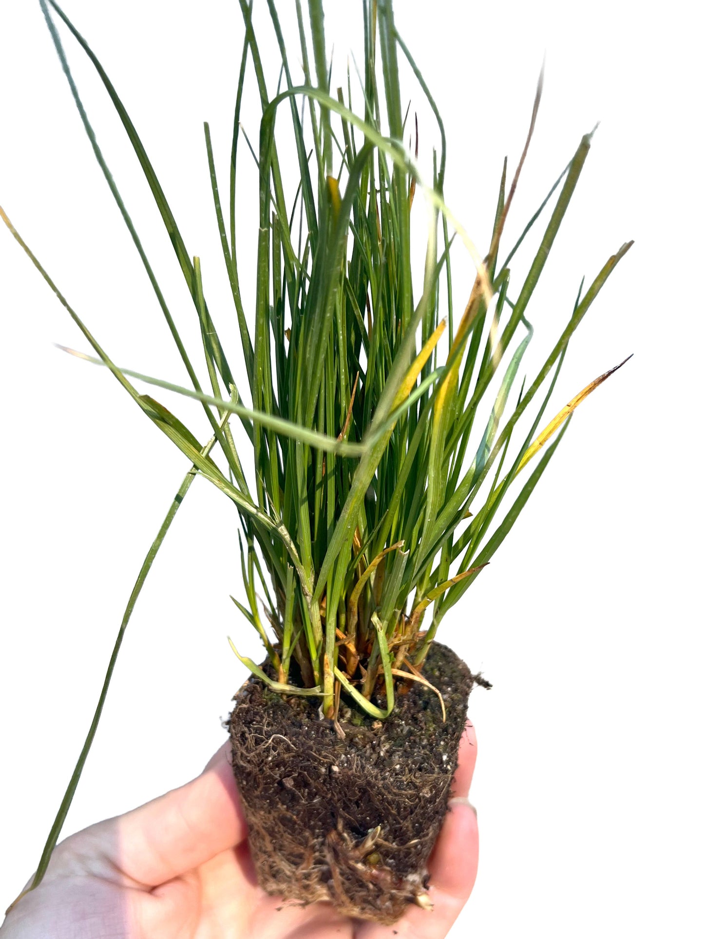 Set of 50 - Carex pansa plants | Dune Sedge Grasses | Southern California ONLY