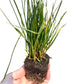 PRE-ORDER 70 x 2" Plants | the California Meadow Tray | Native Grass & Wildflower Plug Combo