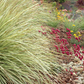 Dune Bloom | Low-Water Flowering Plant Set | Coastal California