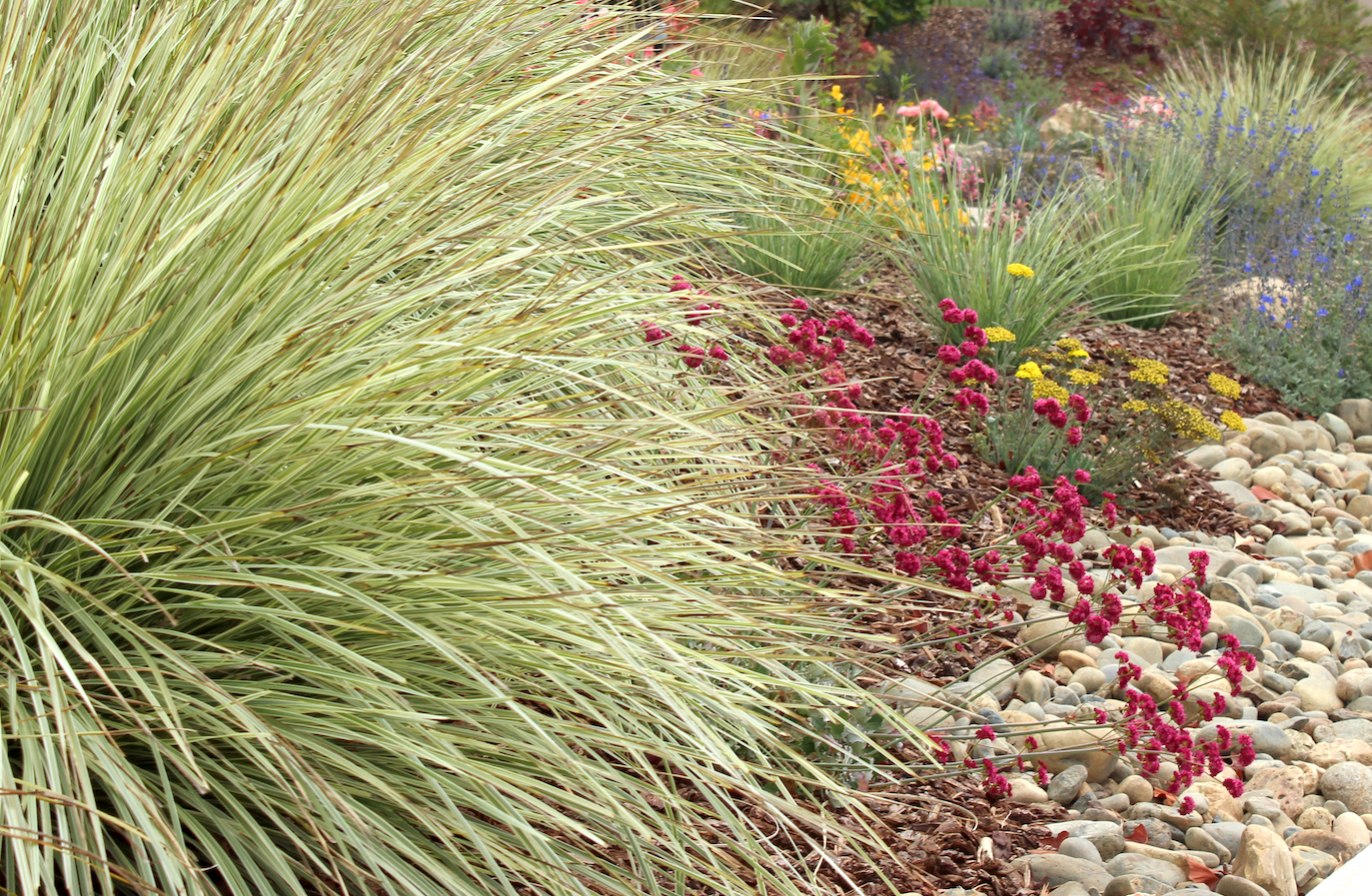 Dune Bloom | Low-Water Flowering Plant Set | Coastal California