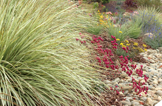 Advancing Dune | Low-Water Flowering Plant Set | Coastal California