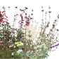 California native and mediterranean plant blend of sages yarrow and wildflowers lawn replacing garden