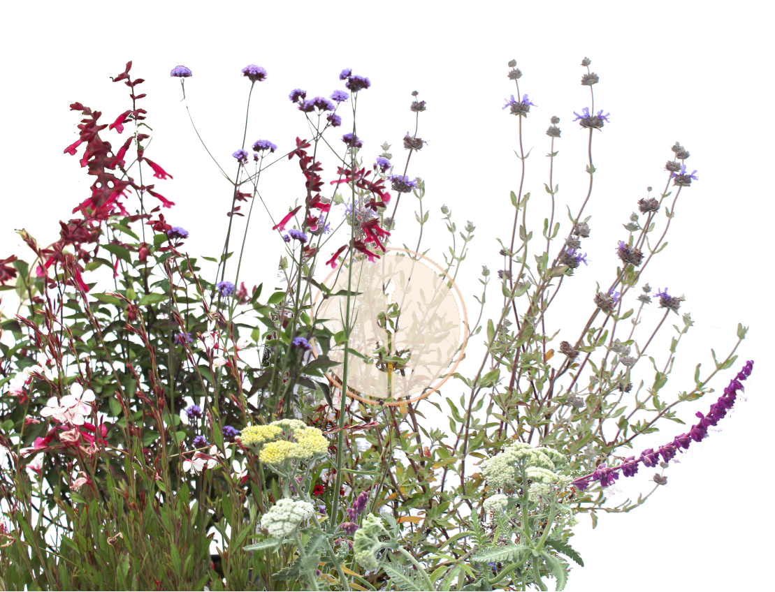 California native and mediterranean plant blend of sages yarrow and wildflowers lawn replacing garden