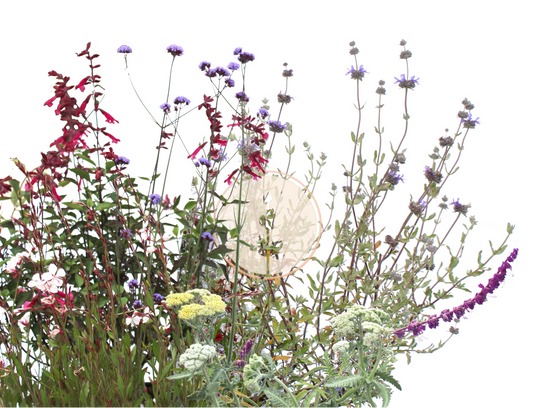 California native and mediterranean plant blend of sages yarrow and wildflowers lawn replacing garden
