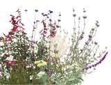 California native and mediterranean plant blend of sages yarrow and wildflowers lawn replacing garden