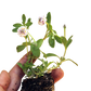 California Frogfruit Plugs - Native Groundcover Lawn Alternative