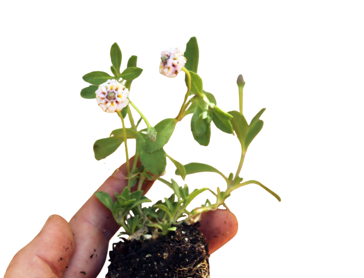 California Frogfruit Plugs - Native Groundcover Lawn Alternative