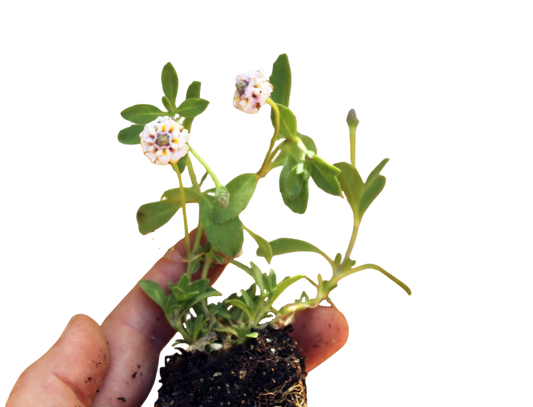 California Frogfruit Plugs - Native Groundcover Lawn Alternative
