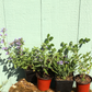 NEW Box-Shipped Preplanned Gardens (Garden of 12 x 4" Drought-Tolerant Plants w/ Layout Plan)
