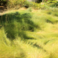 California Native Fescue - Festuca Californica - Lawn Sod