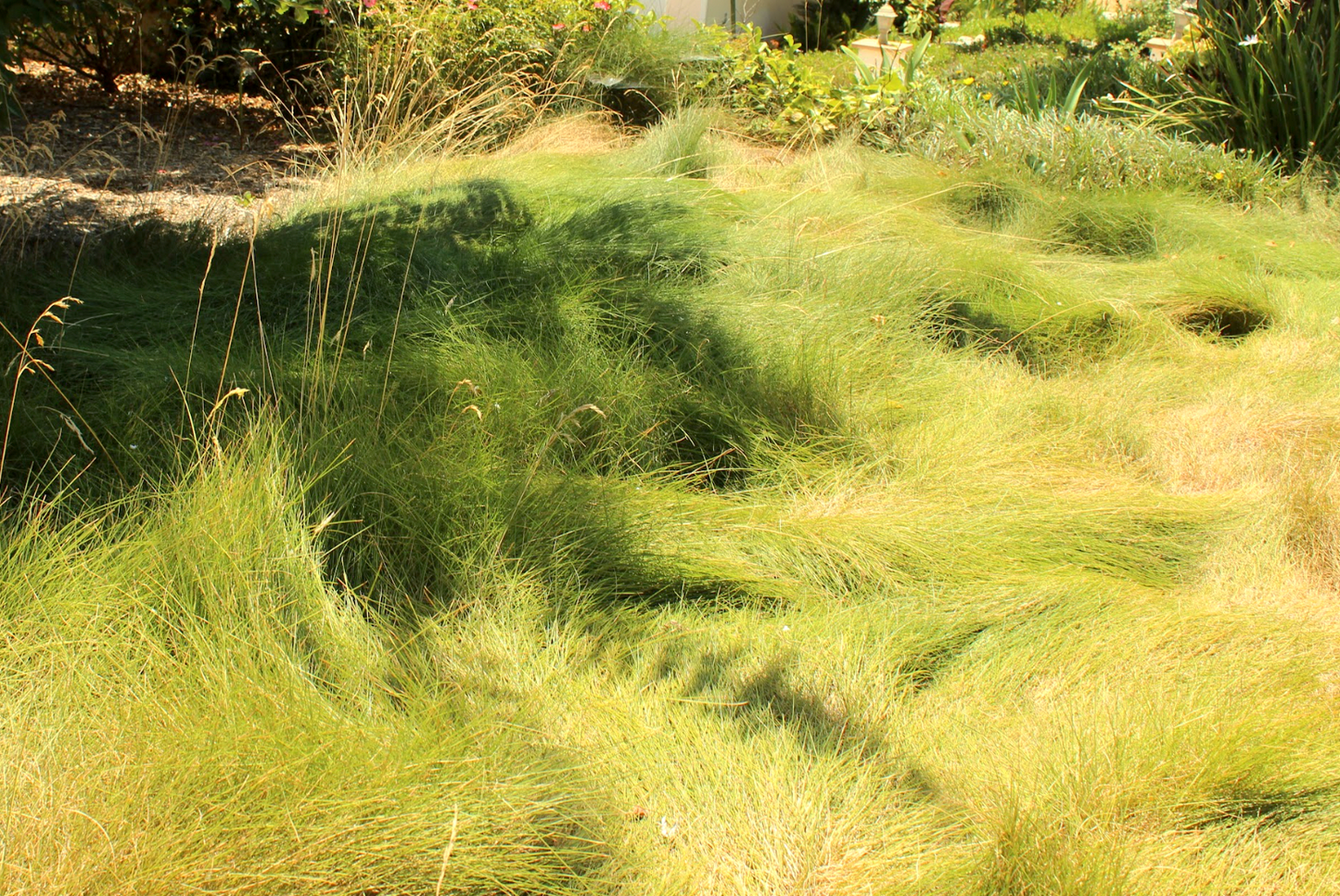 California Native Fescue - Festuca Californica - Lawn Sod