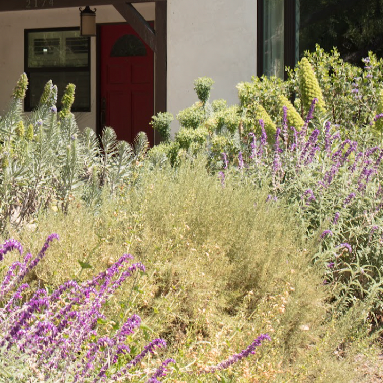 california frontyard lawn alternative gorgeous native and mediterranean plants silver blue purple succulents