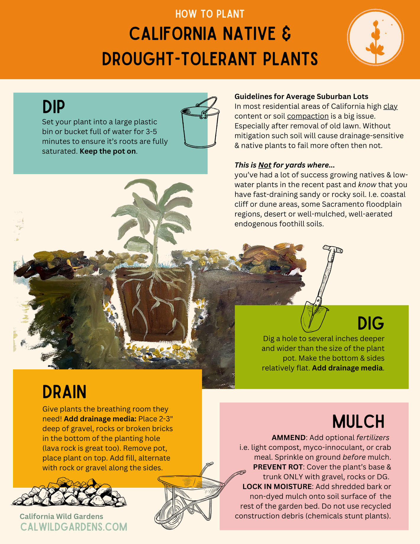 Add gravel to your planting holes for all california native or drought tolerant plants to ensure they get the aeration they need. 