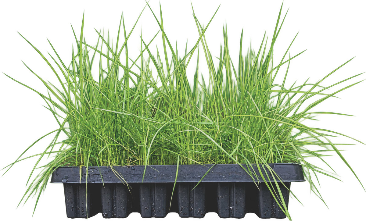 PRE-ORDER 70 x 2" Plants | the California Meadow Tray | Native Grass & Wildflower Plug Combo