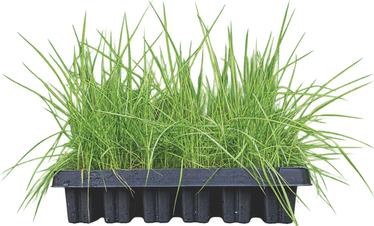 PRE-ORDER 70 x 2" Plants | the California Meadow Tray | Native Grass & Wildflower Plug Combo