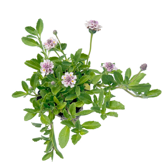 California Frogfruit Plugs - Native Groundcover Lawn Alternative