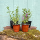 NEW Box-Shipped Preplanned Gardens (Garden of 12 x 4" Drought-Tolerant Plants w/ Layout Plan)