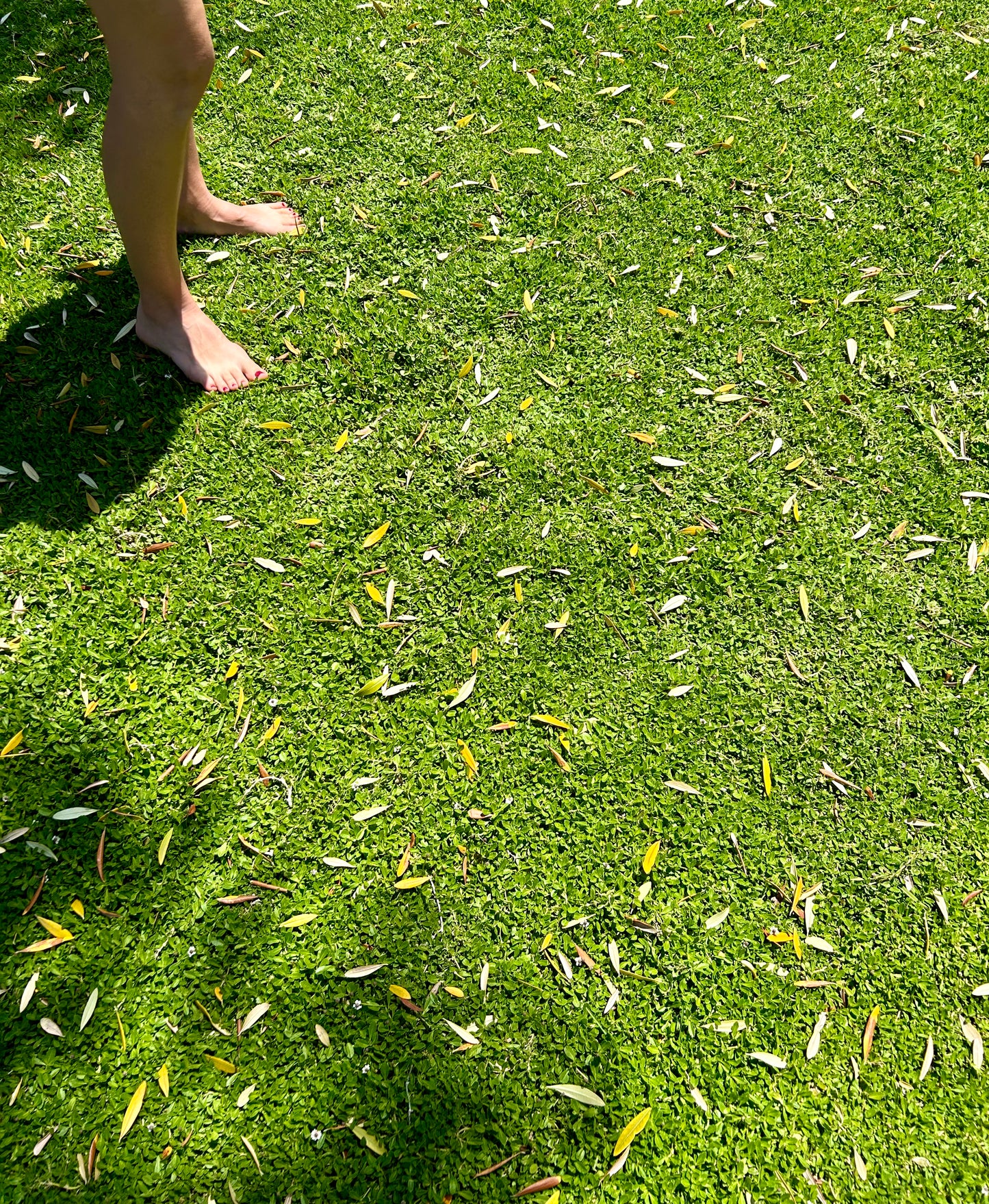 Sterile Frogfruit Groundcover Lawn - Phyla Nodiflora Sod