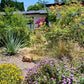 Casita Garden | Borderline Xeric | Curated Plant Set