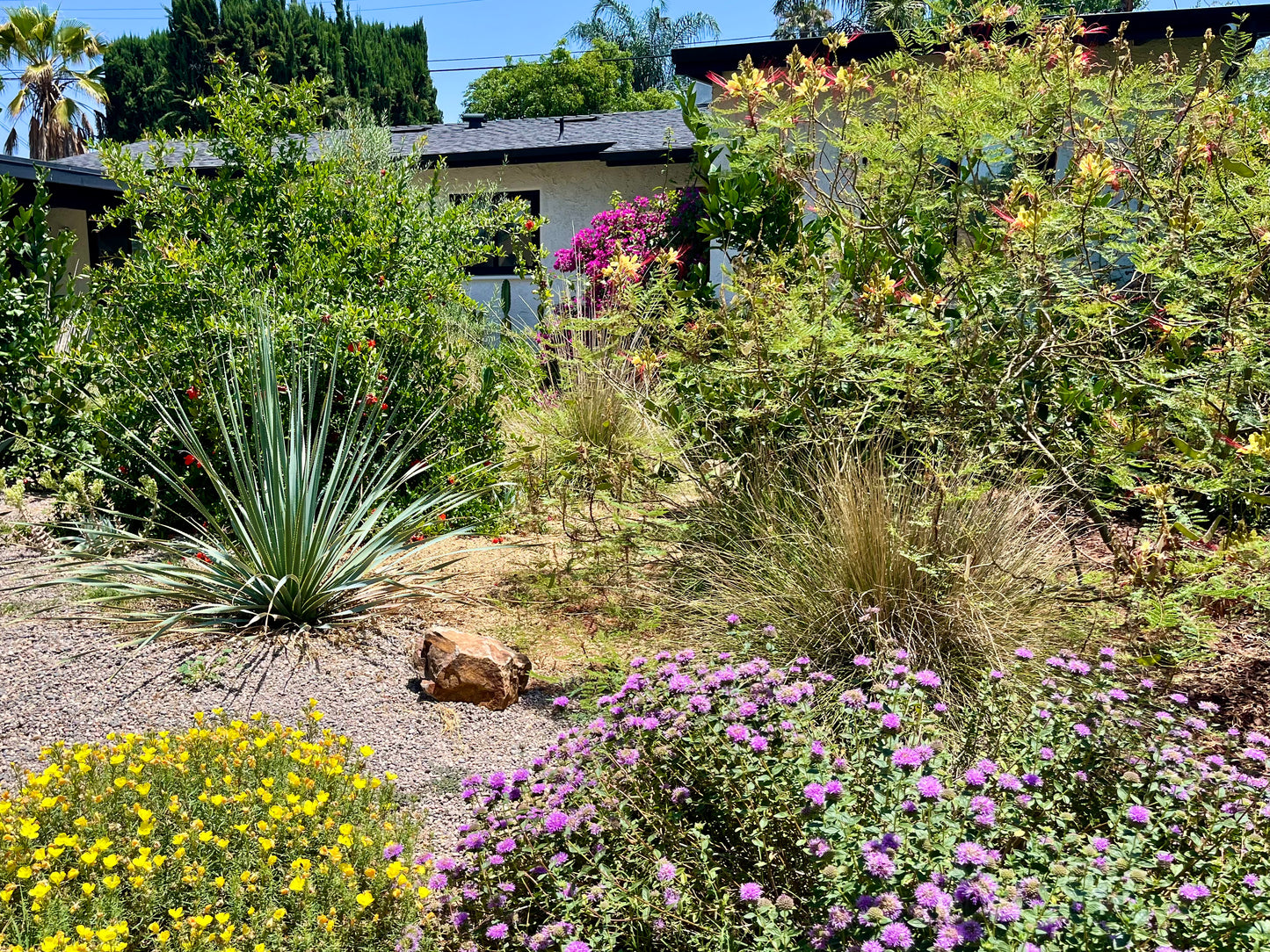 Casita Garden | Borderline Xeric | Curated Plant Set