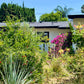 Casita Garden | Borderline Xeric | Curated Plant Set