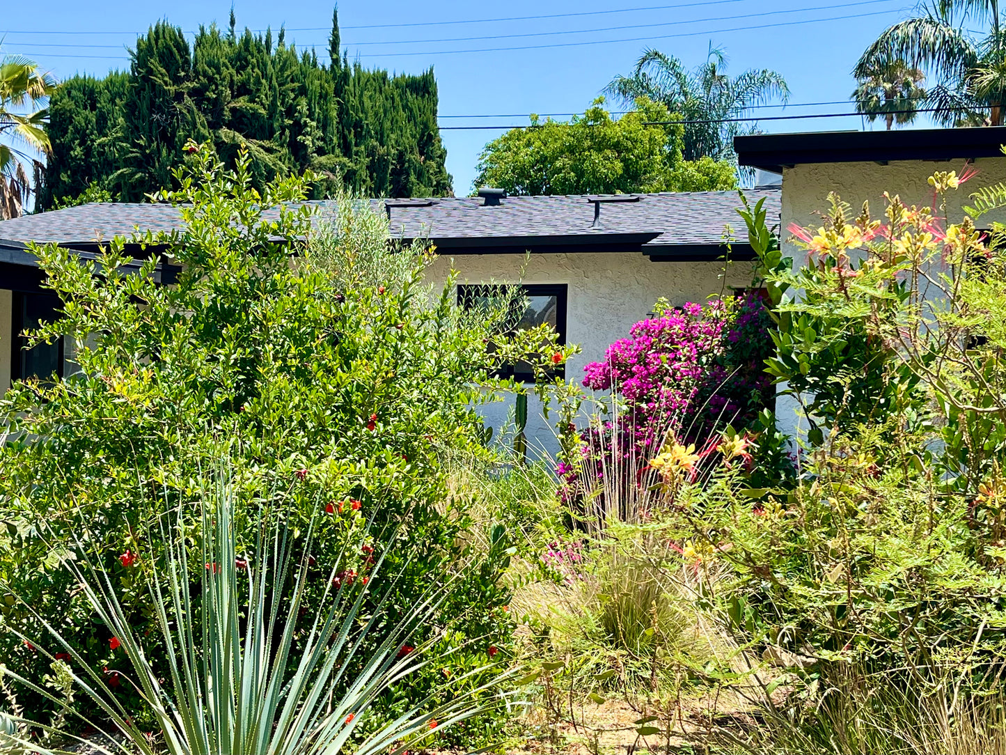 Casita Garden | Borderline Xeric | Curated Plant Set