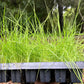 Agrostis Pallens plugs | California Native Bentgrass | 2" plant starts