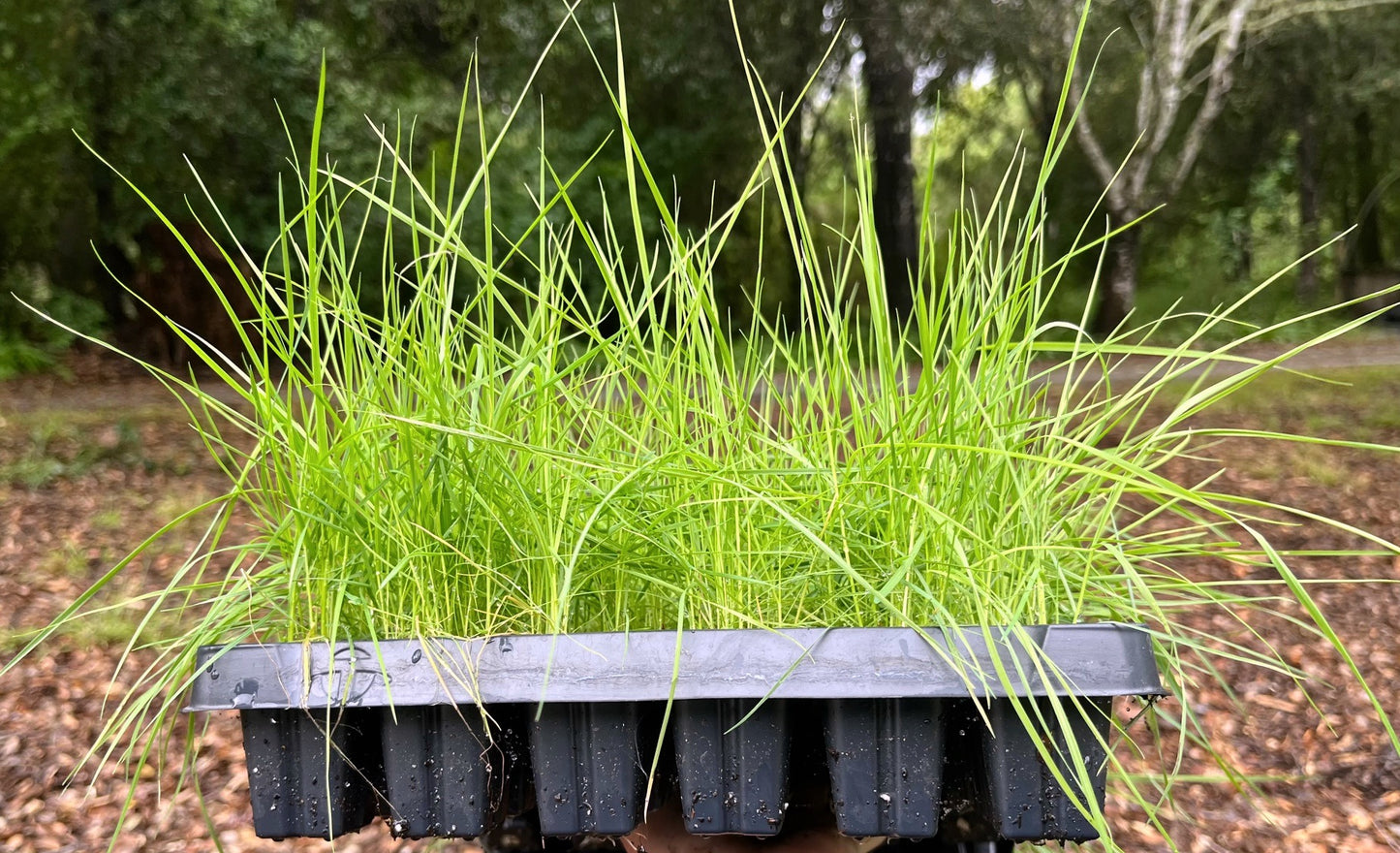 Agrostis Pallens plugs | California Native Bentgrass | 2" plant starts
