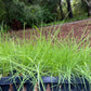 Agrostis Pallens plugs | California Native Bentgrass | 2" plant starts