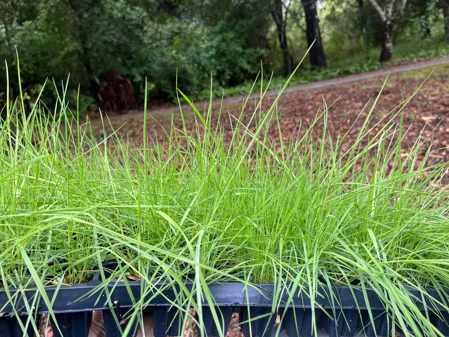 Agrostis Pallens plugs | California Native Bentgrass | 2" plant starts