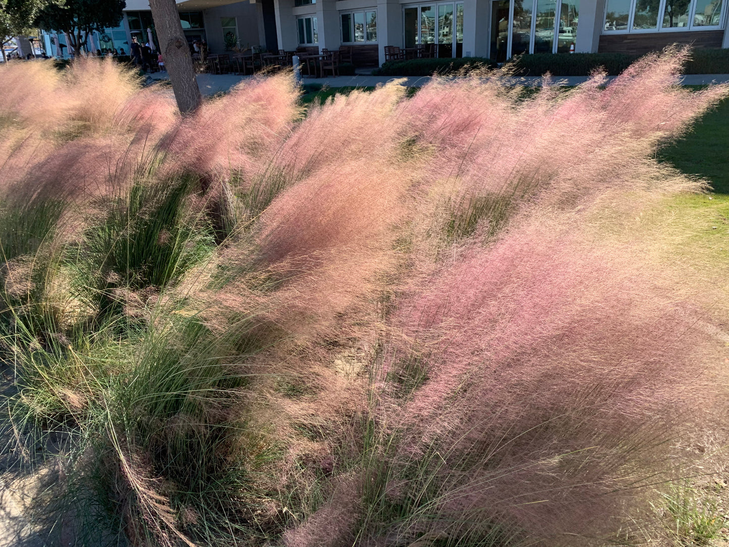 Wild Grass | California Lawn Alternative | Plant Package & Design Plan