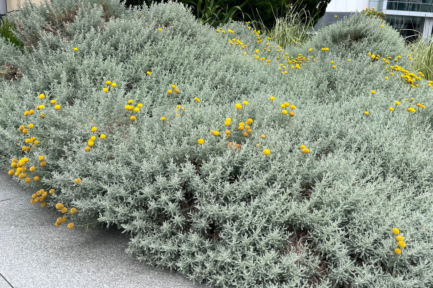 Santolina chamaecyparissus ball forming hedge plant