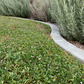 Native Frogfruit - Lippia Spreading Groundcover Flats