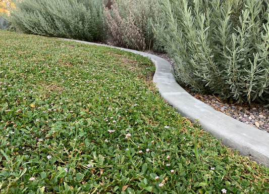 Native Frogfruit - Lippia Spreading Groundcover Flats