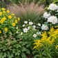 Bay Coastal Woodland Edger | Northern California | Floral Part-Shade Understory Garden | 40+ Plants w/ Layout Plan